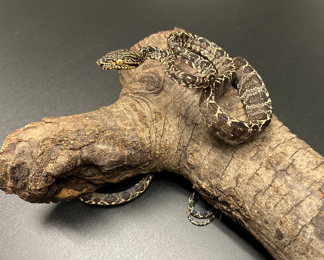 ‘Garden Phase’ Amazon Tree Boa (Male 1)