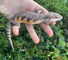 Load image into Gallery viewer, Baby Northern Blue Tongue Skink (2)