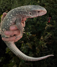 Load image into Gallery viewer, Sub-Adult Savannah Monitor