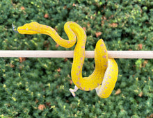 Load image into Gallery viewer, Baby Cyclops Mnt Green Tree Python (3)