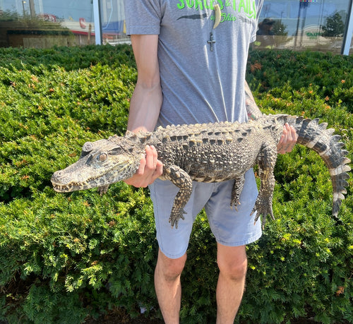 Sub-Adult Smooth-Fronted Caiman (2)