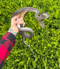 Load image into Gallery viewer, Sub-Adult Patternless Axanthic  Tanimbar Dwarf Scrub Python