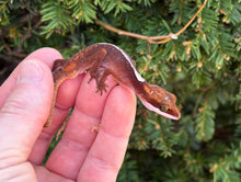 Load image into Gallery viewer, Adult Cat Eyed Gecko (Male 3)