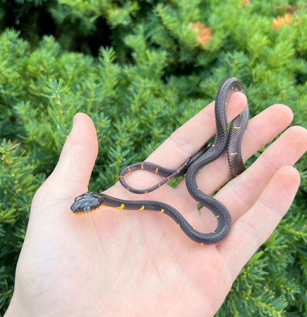 Baby Malaysian Mangrove Snake (Male 2)