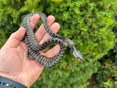 Juvenile Sulawesi Mangrove Snake (Male 3)