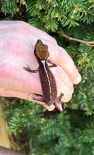 Load image into Gallery viewer, Adult Cat Eyed Gecko (Male 2)