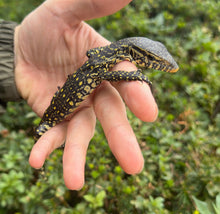 Load image into Gallery viewer, Baby Ornate Nile Monitor