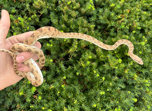 Adult Diadem Ratsnake