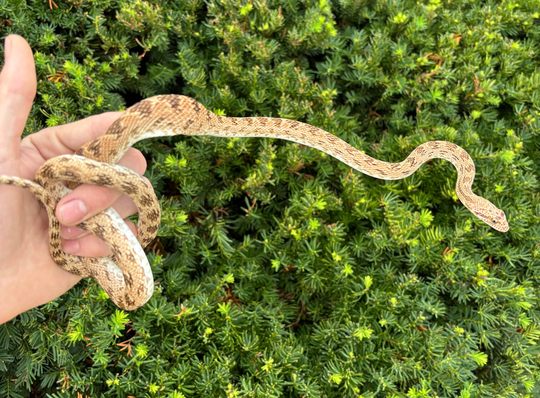 Adult Diadem Ratsnake