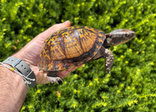 Load image into Gallery viewer, Adult ‘High-Yellow’ Eastern Box Turtle (Female)