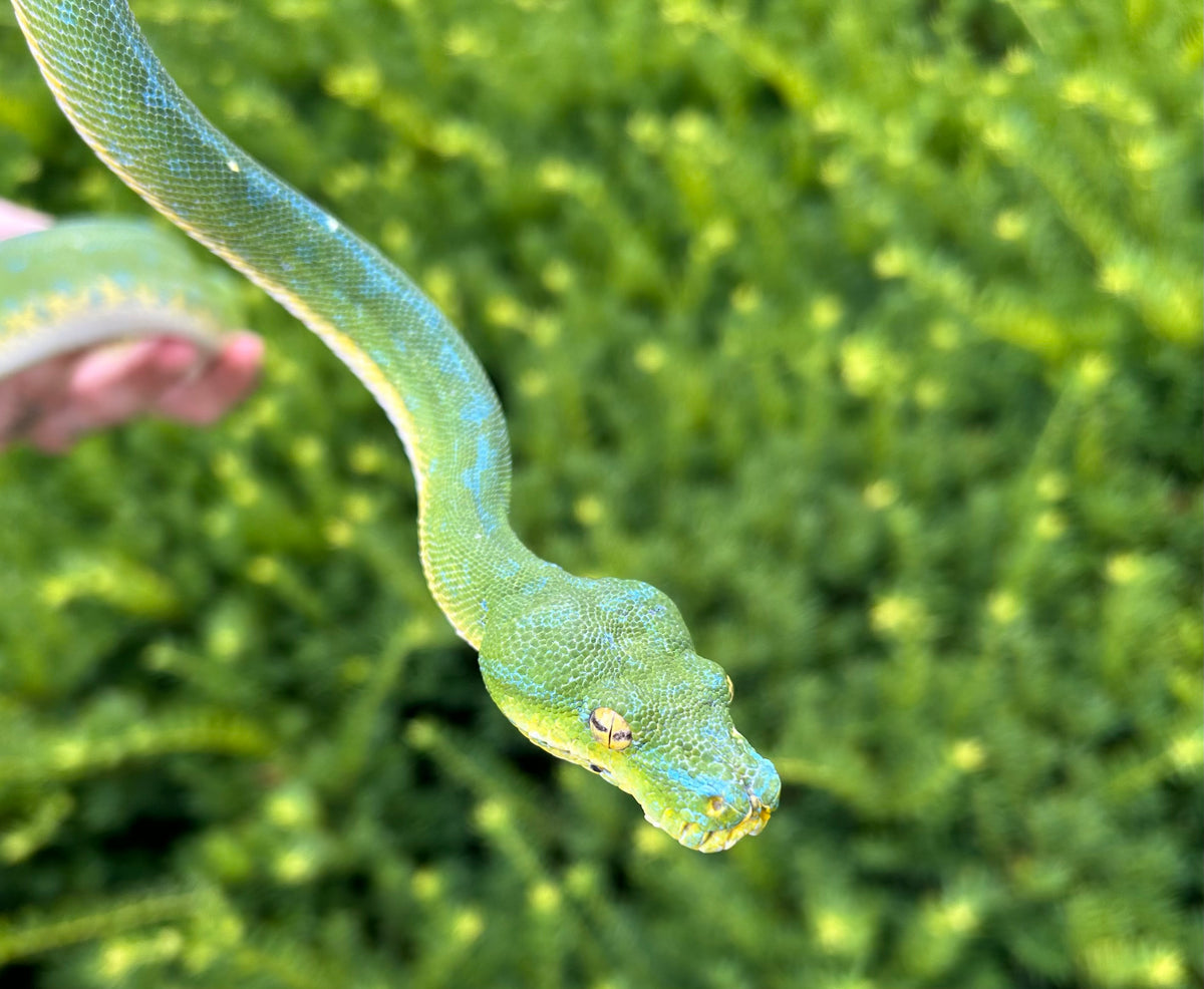 Adult ‘Exceptional’ Jayapura Green Tree Python (Female) – Scales and ...