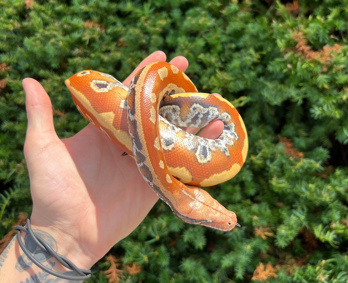 Juvenile Blood Python – Scales and Tails of Ohio