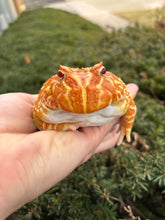 Load image into Gallery viewer, Sub-Adult Pac Man Frog (Female)