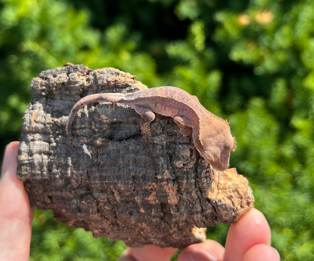 Baby Crested Gecko (5)