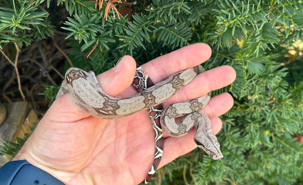 Baby Guyana Boa (Male 4)