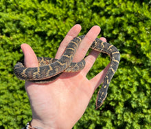 Load image into Gallery viewer, Sub-Adult Banded Water Snake (Female 1)