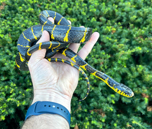 Sub-Adult Indonesian Mangrove Snake (Female)