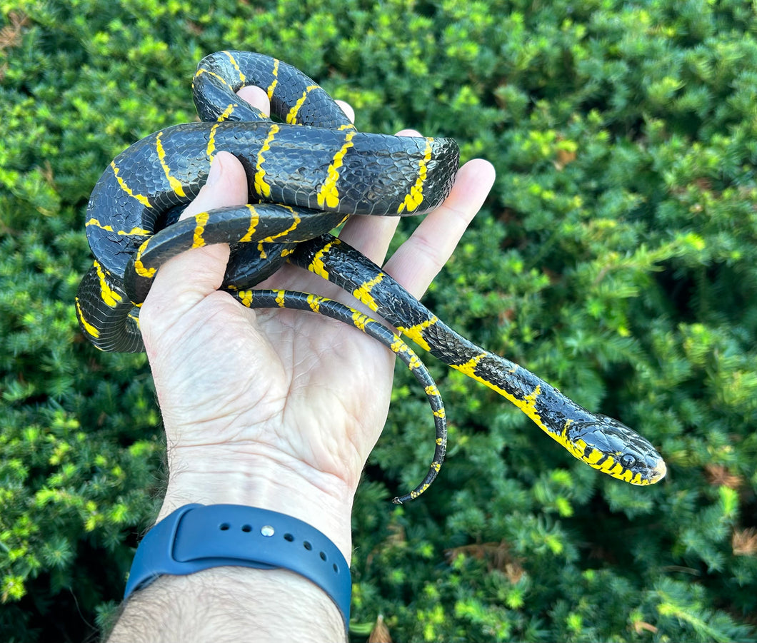 Sub-Adult Indonesian Mangrove Snake (Female)