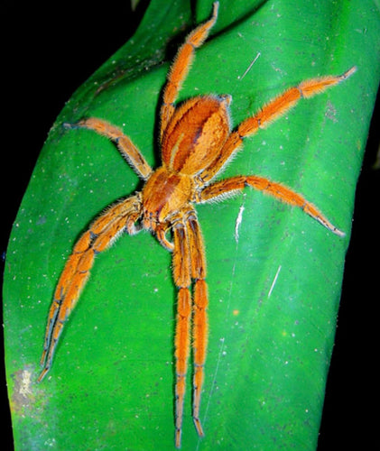 Rusty Wandering Spider