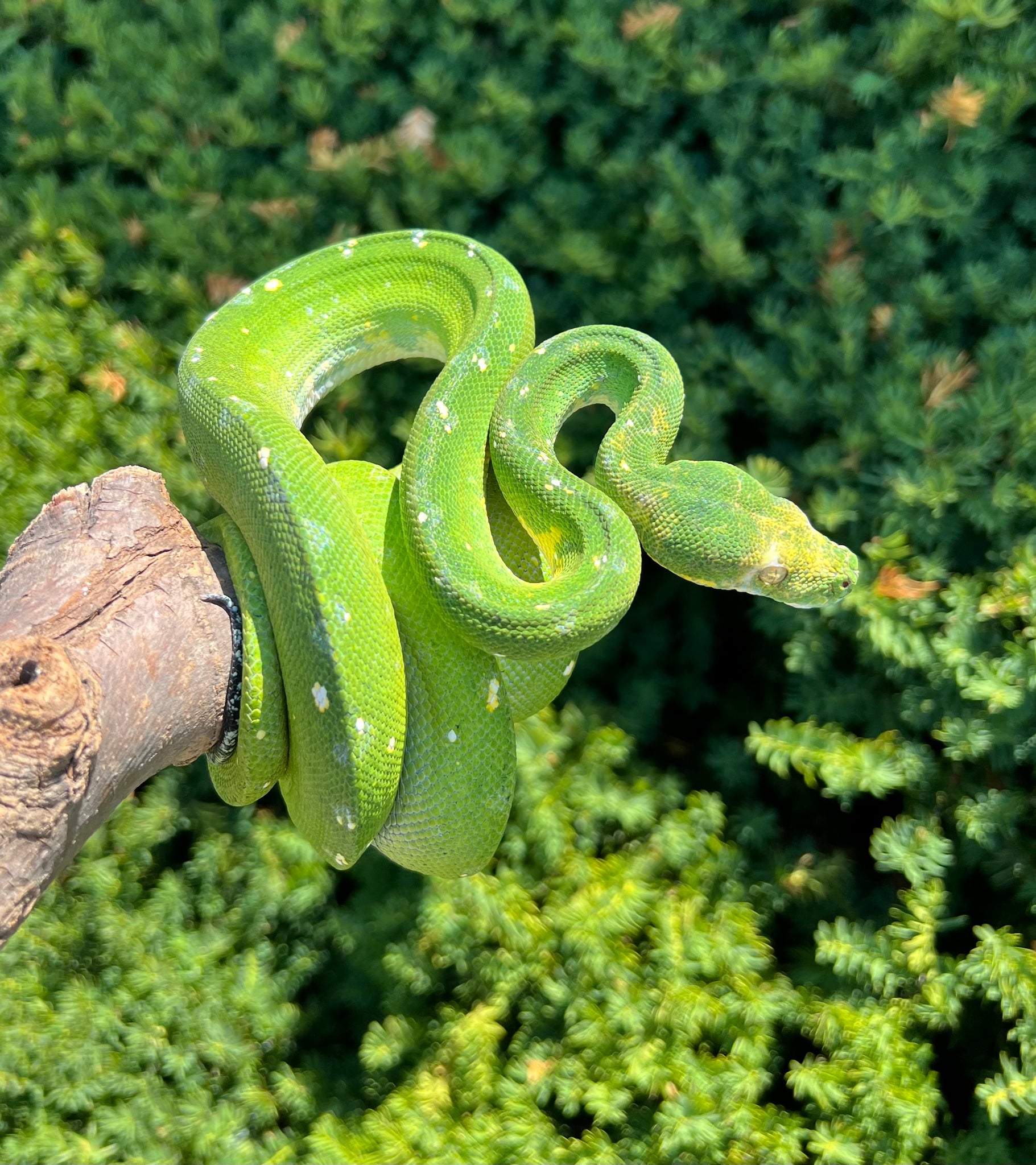 Adult Biak Green Tree Python (Female) – Scales and Tails of Ohio