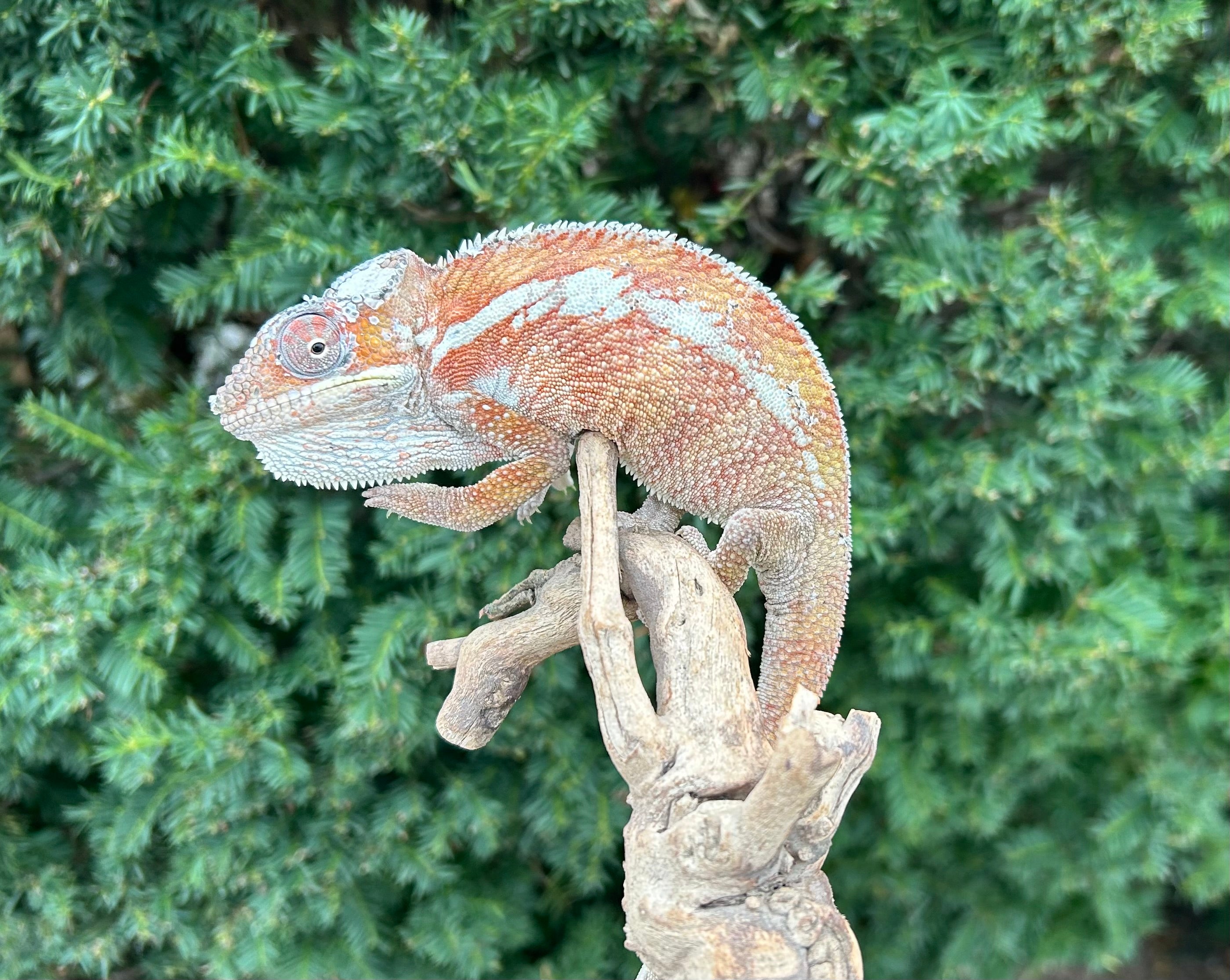 タウカン Town&Country Chameleon 5’9” Adult Tamatave Panther Chameleon (Male) – Scales and Tails of Ohio