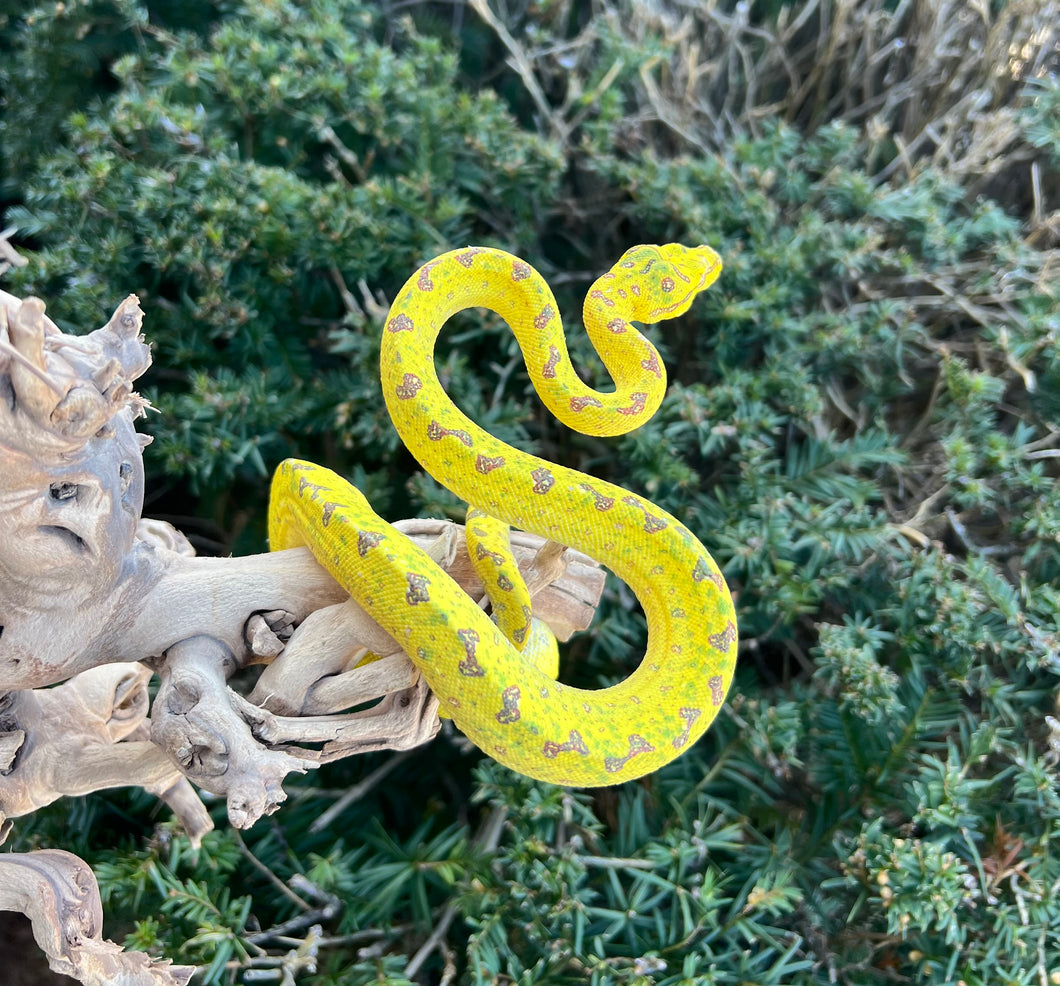 Juvenile Biak Green Tree Python (4)