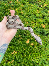 Load image into Gallery viewer, Juvenile Guyana Boa (Female 2)