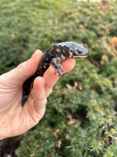 Load image into Gallery viewer, Adult Tiger Salamander