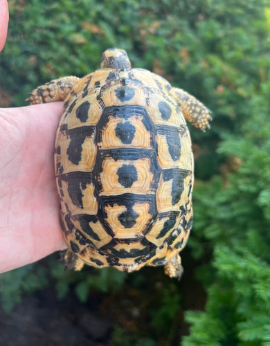 5” Greek Tortoise (1)
