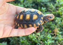 Load image into Gallery viewer, Baby Brazilian Cherryhead Red Foot Tortoise