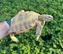 Load image into Gallery viewer, Adult Russian Tortoise (Female)