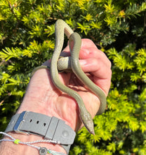 Load image into Gallery viewer, Juvenile Rhino Ratsnake