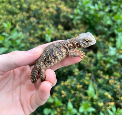 Baby Yellow Uromastyx