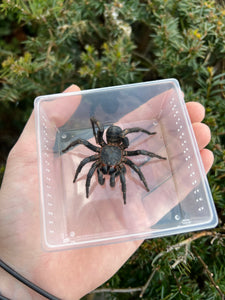 Liphistius Jurujini Trapdoor Spider