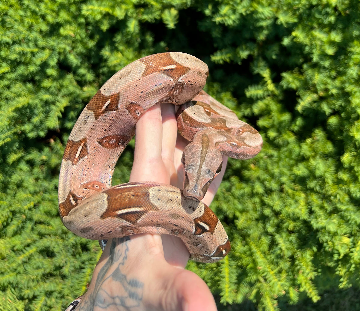 Juvevile ‘High-Pink’ Guyana Boa (Female) – Scales and Tails of Ohio