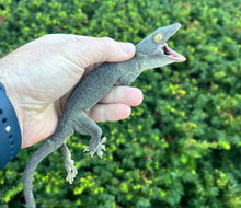 Load image into Gallery viewer, Adult ‘Patternless’ Tokay Gecko (Male 1)