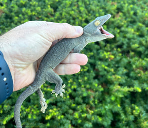 Adult ‘Patternless’ Tokay Gecko (Male 1)