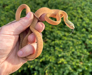 Sub-Adult Black Headed Cat Snake (Male 1)