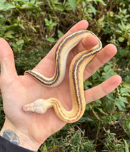 Load image into Gallery viewer, Baby Ivory Blood Python (Female 2)