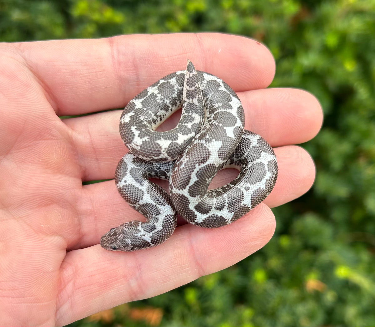 Baby Anery het Paint Kenyan Sand Boa Scales and Tails of Ohio
