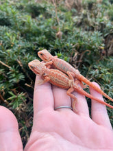 Load image into Gallery viewer, Baby High-Red Bearded Dragon