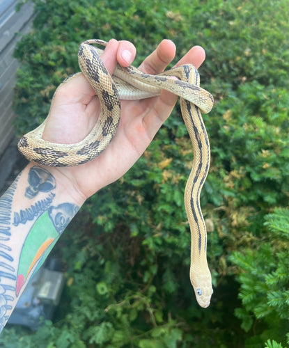 Sub-Adult Trans Pecos Ratsnake het Albino (Male 1)