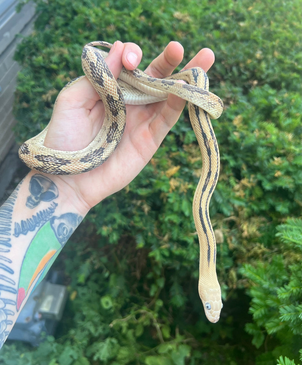 Sub-Adult Trans Pecos Ratsnake het Albino (Male 1)