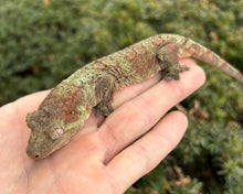 Load image into Gallery viewer, Adult ‘High-Red’ Mainland Chahoua Gecko (Male)