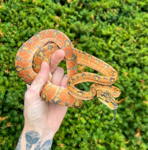 ‘Colored’ Amazon Tree Boa (Male 8)