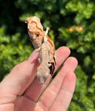 Load image into Gallery viewer, Baby Crested Gecko (3)