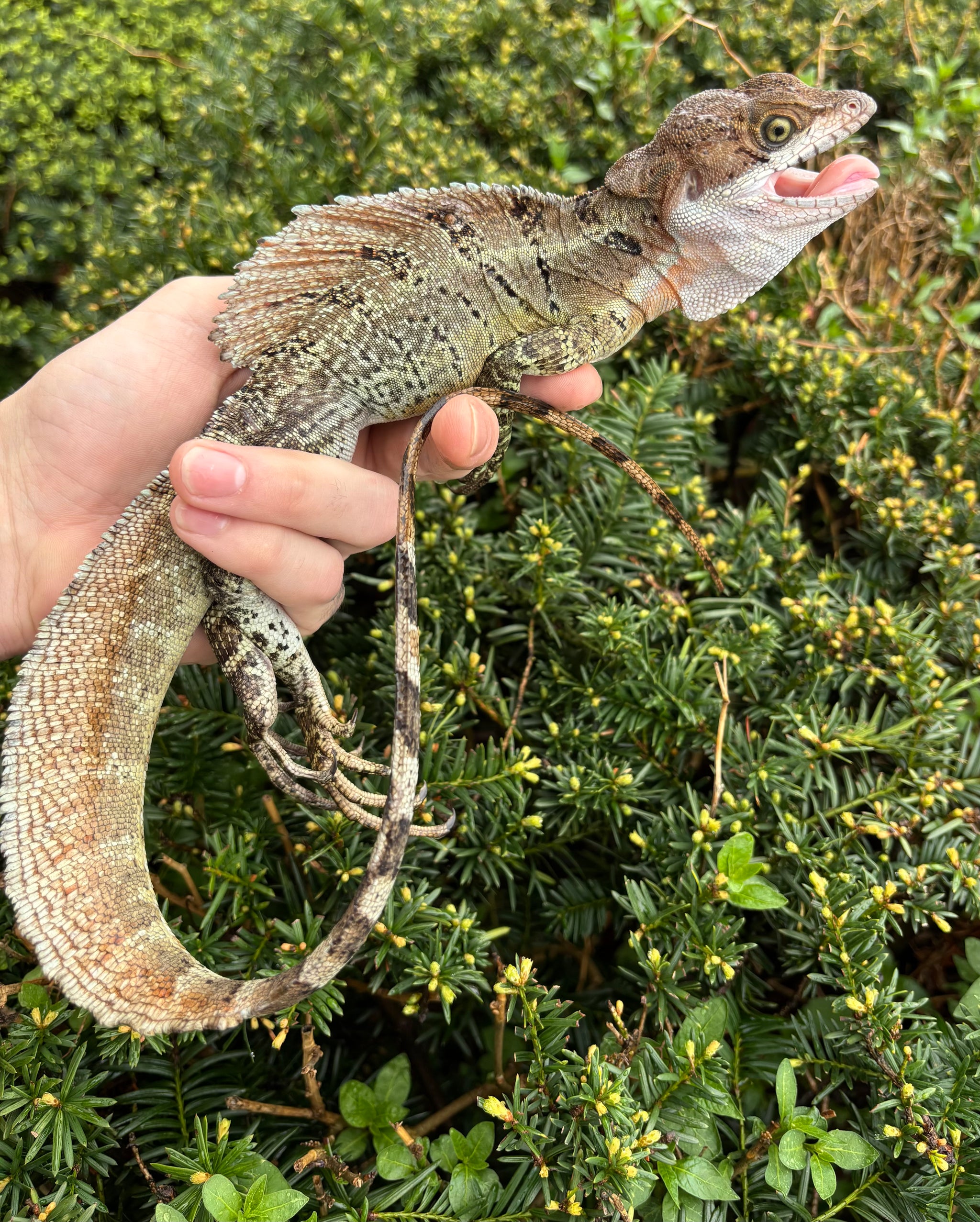 Other Lizards – Scales and Tails of Ohio