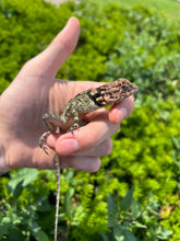 Load image into Gallery viewer, Adult Collared Tree Lizard