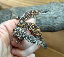 Load image into Gallery viewer, Baby Red Ackie Monitor