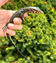 Load image into Gallery viewer, Baby ‘Dark Phase’ Sulawesi Water Monitor (2)